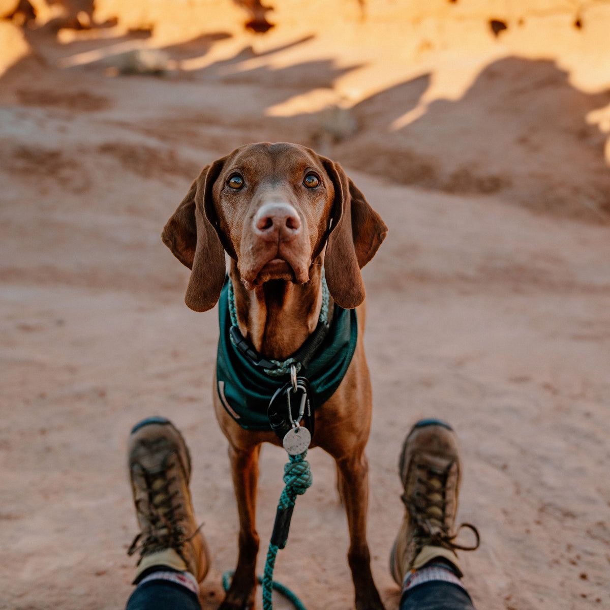 Wilderdog / Bandana, Evergreen