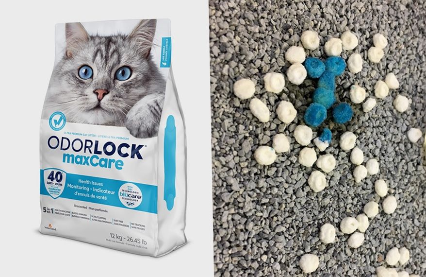 Intersand / Odourlock Maxcare non parfumé , 12kg
