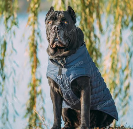 Habillement extérieur