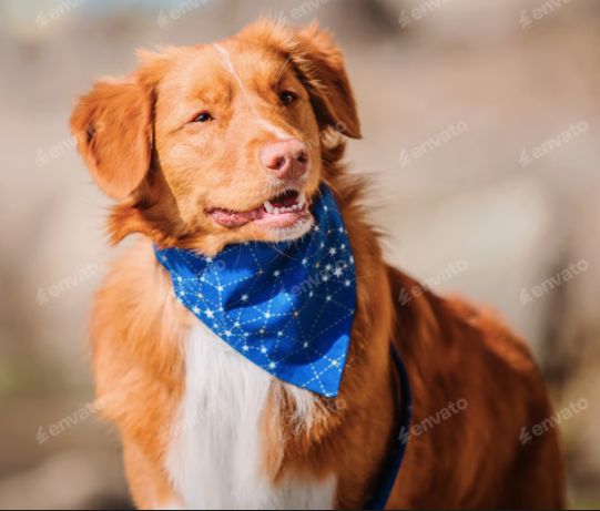 Habillement intérieur