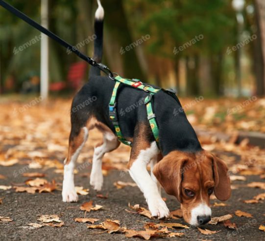 Harnais de marche pour chien