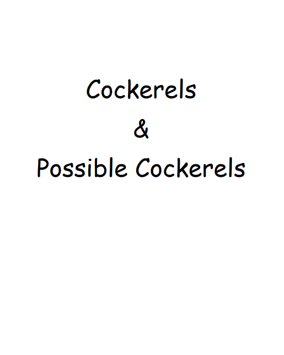 Cockerels/Possible Cockerels/Roosters