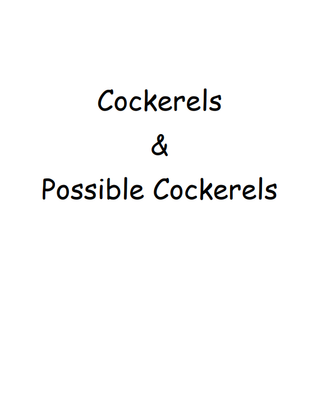 Cockerels/Possible Cockerels/Roosters