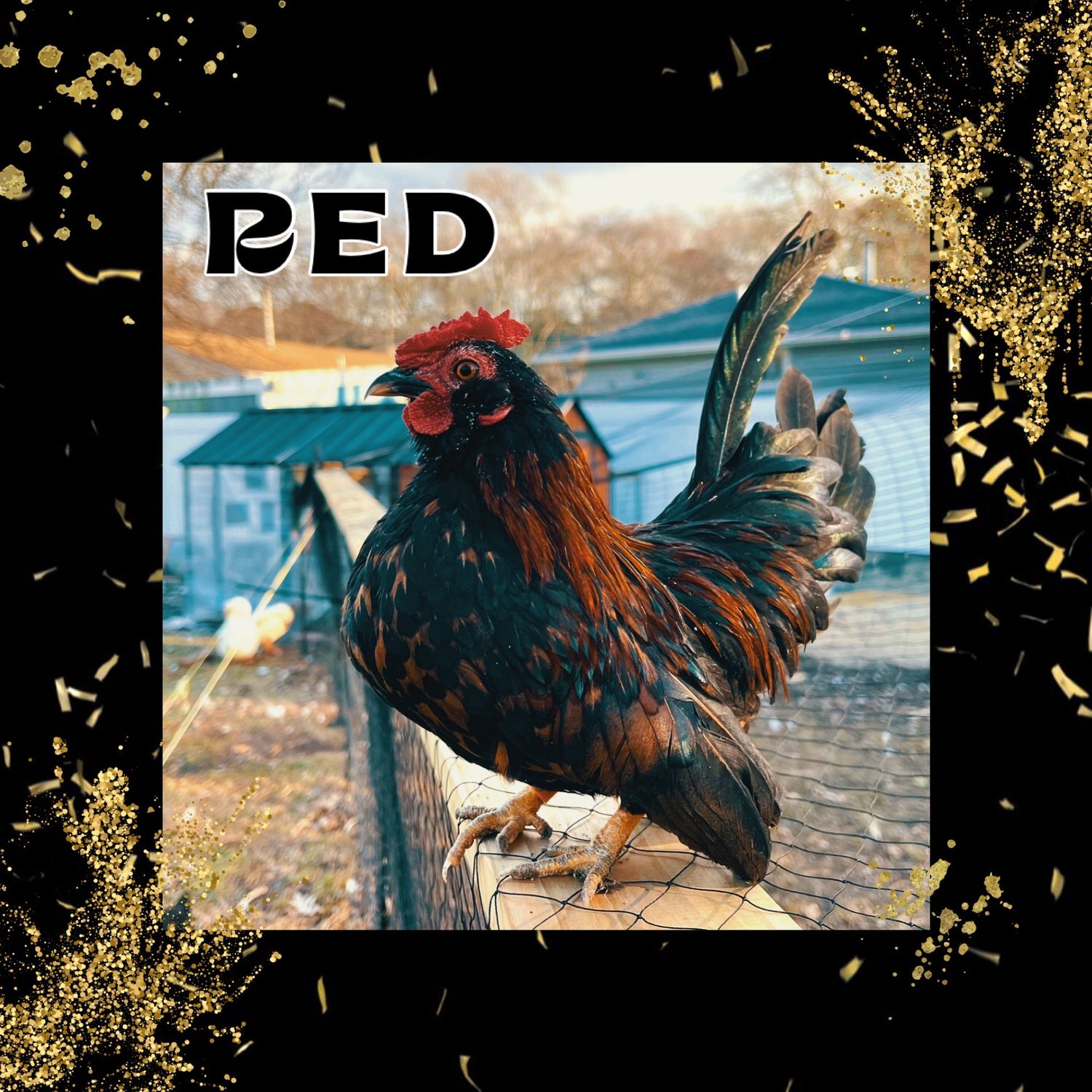 Breeder Spotlight