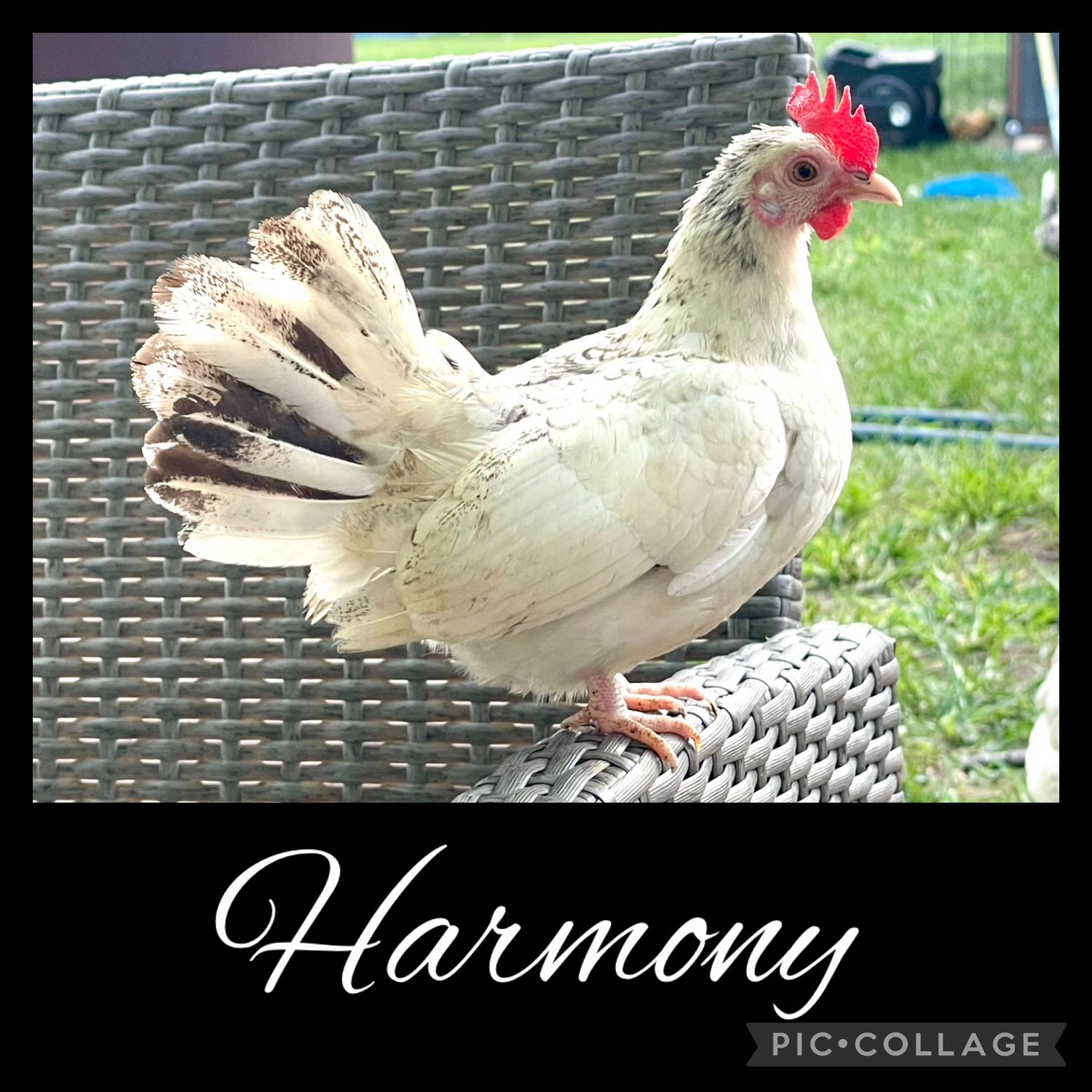 Breeder Spotlight