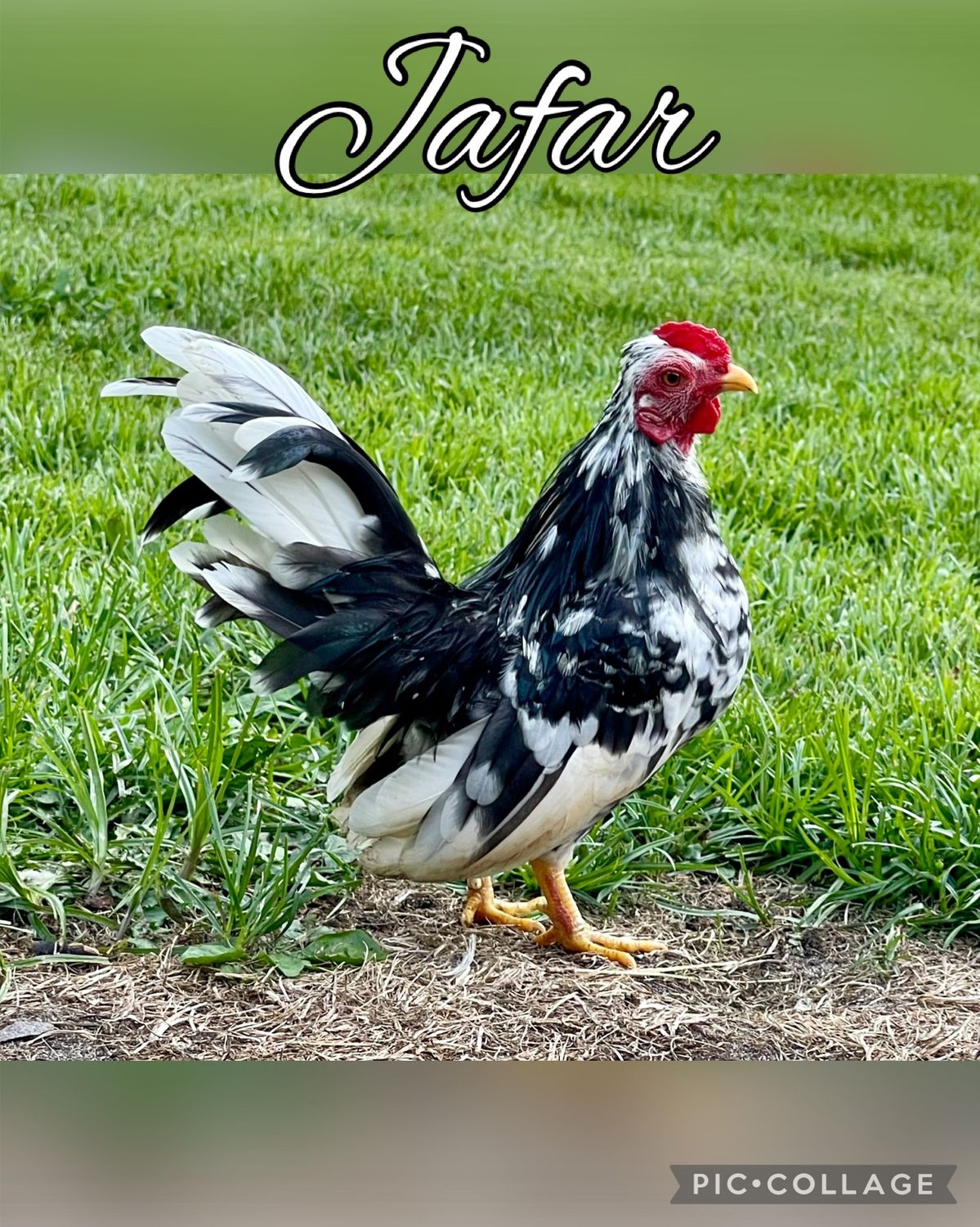 Breeder Spotlight