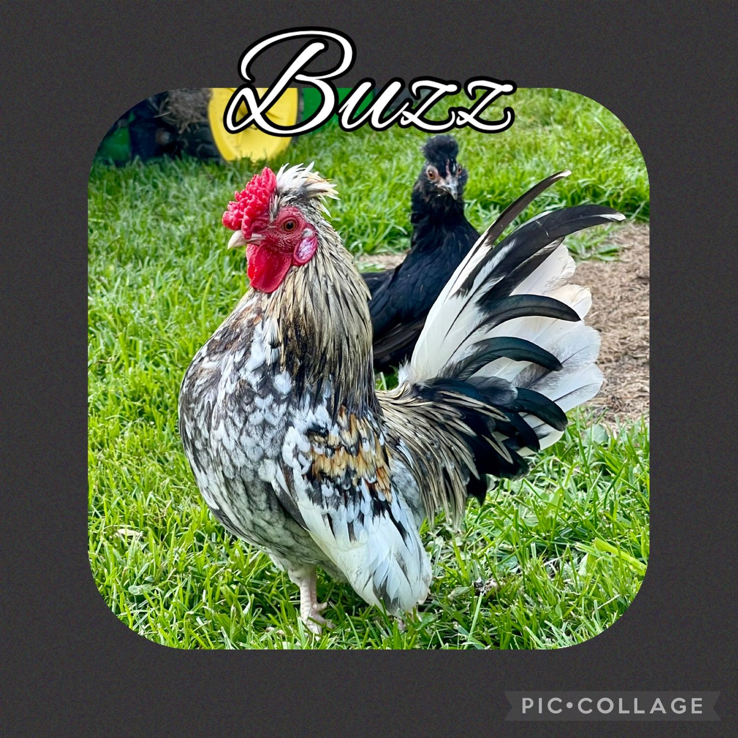 Breeder Spotlight