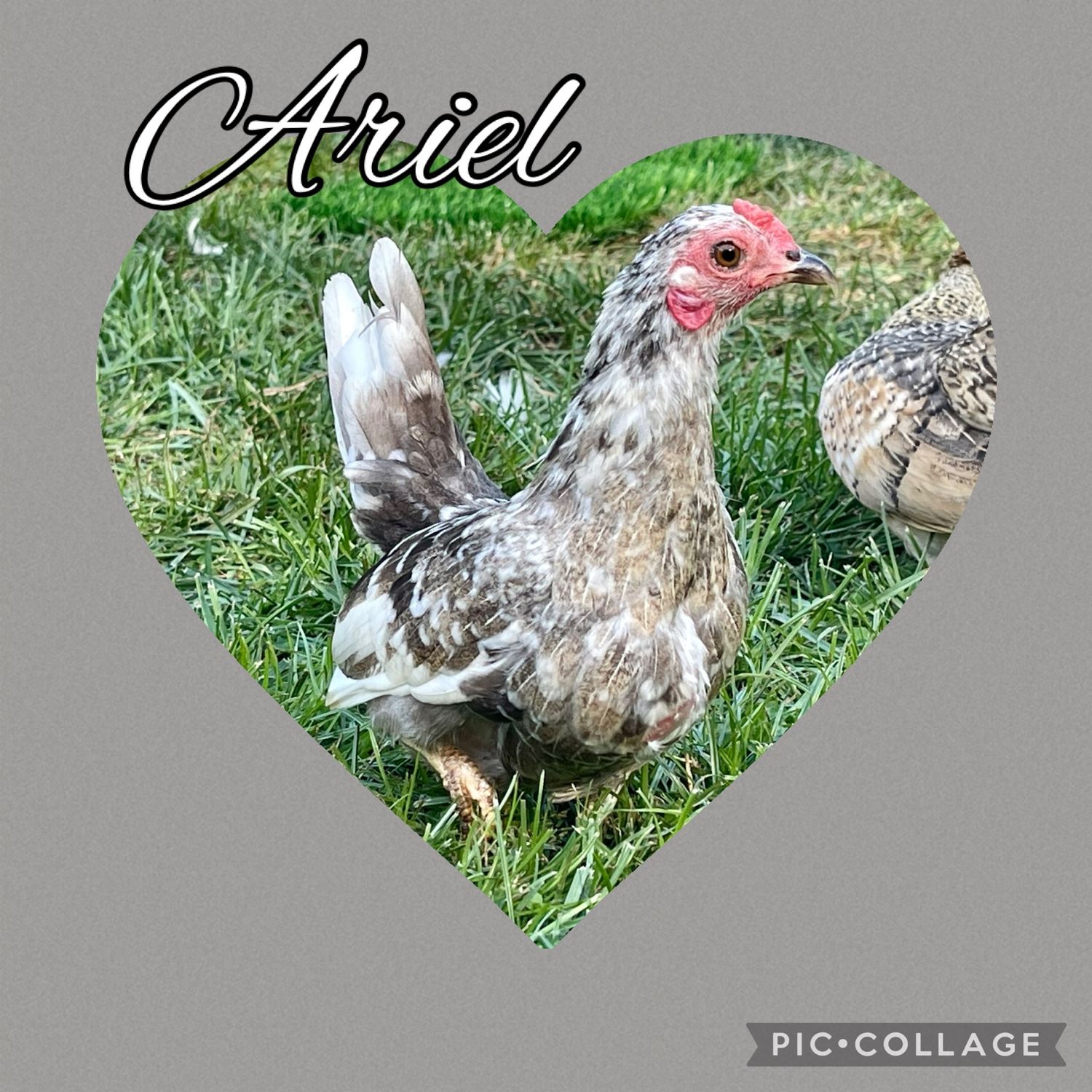 Breeder Spotlight