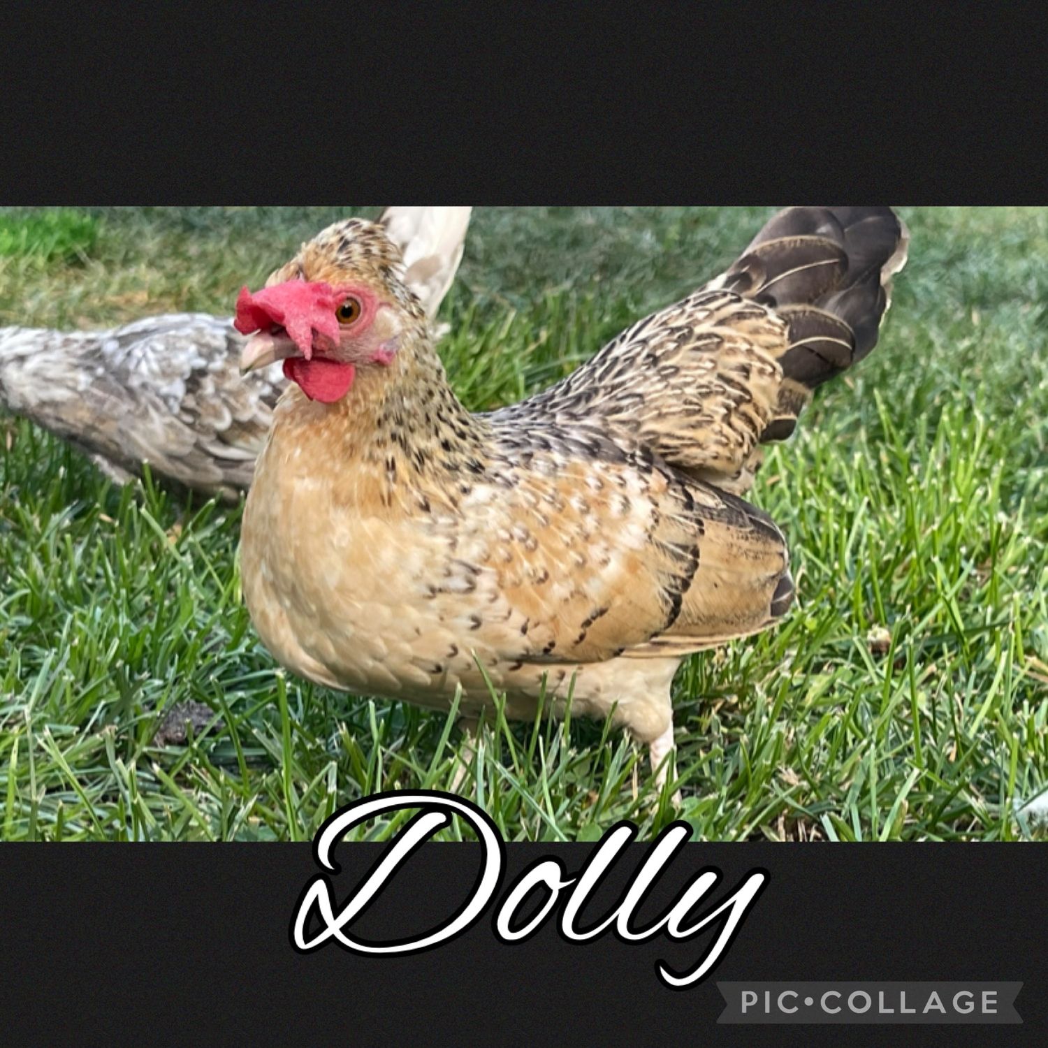 Breeder Spotlight