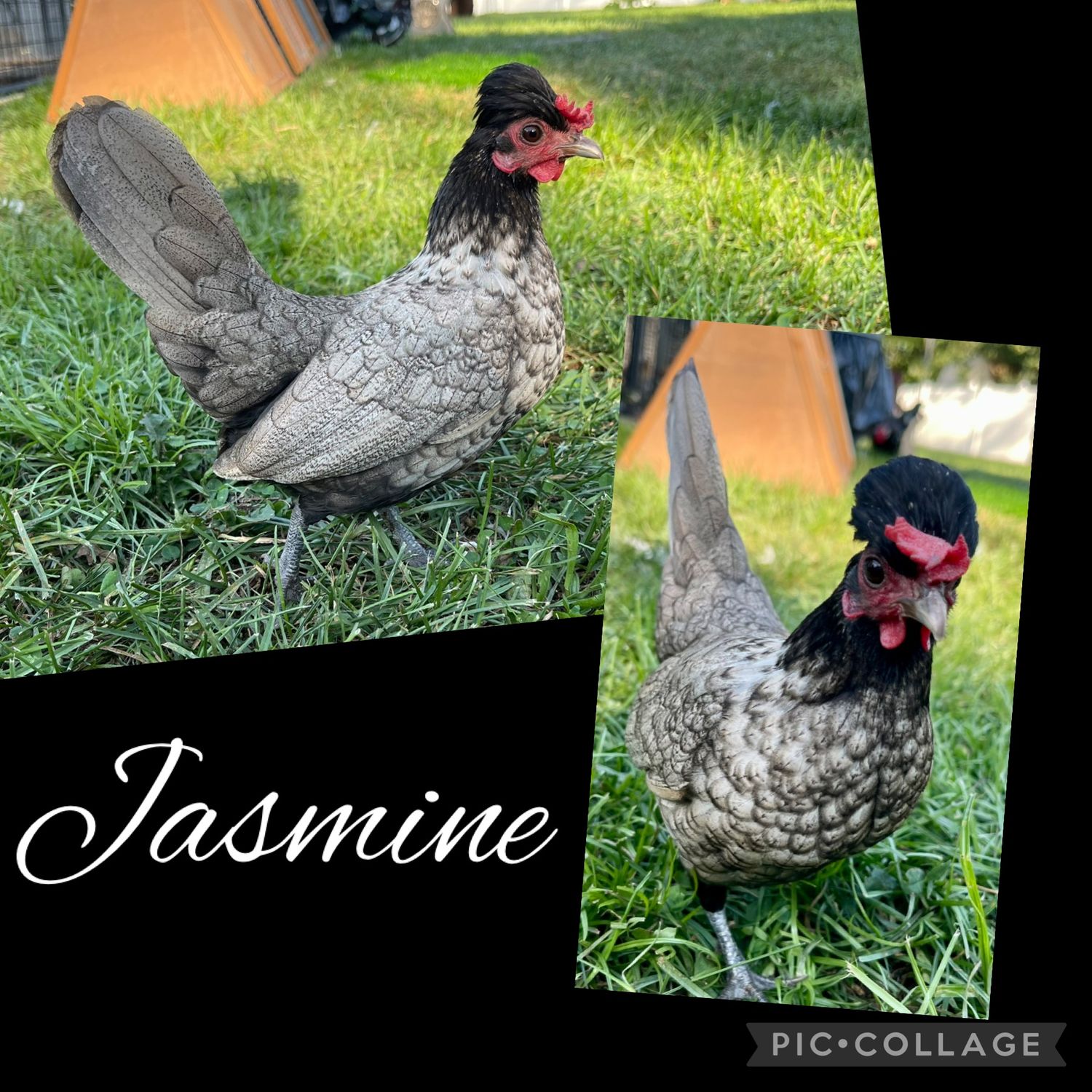 Breeder Spotlight