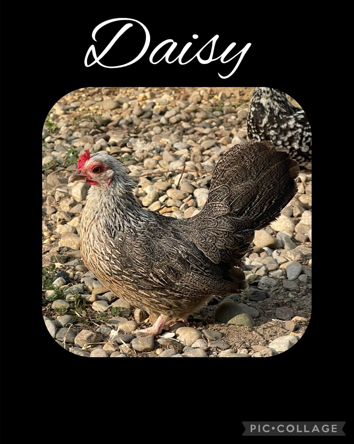 Breeder Spotlight