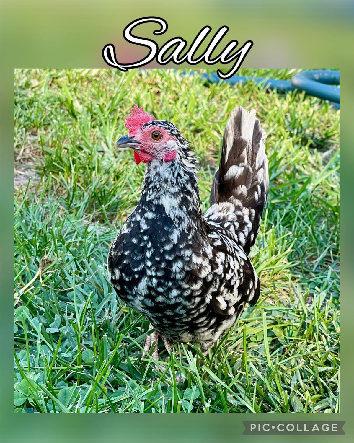 Breeder Spotlight