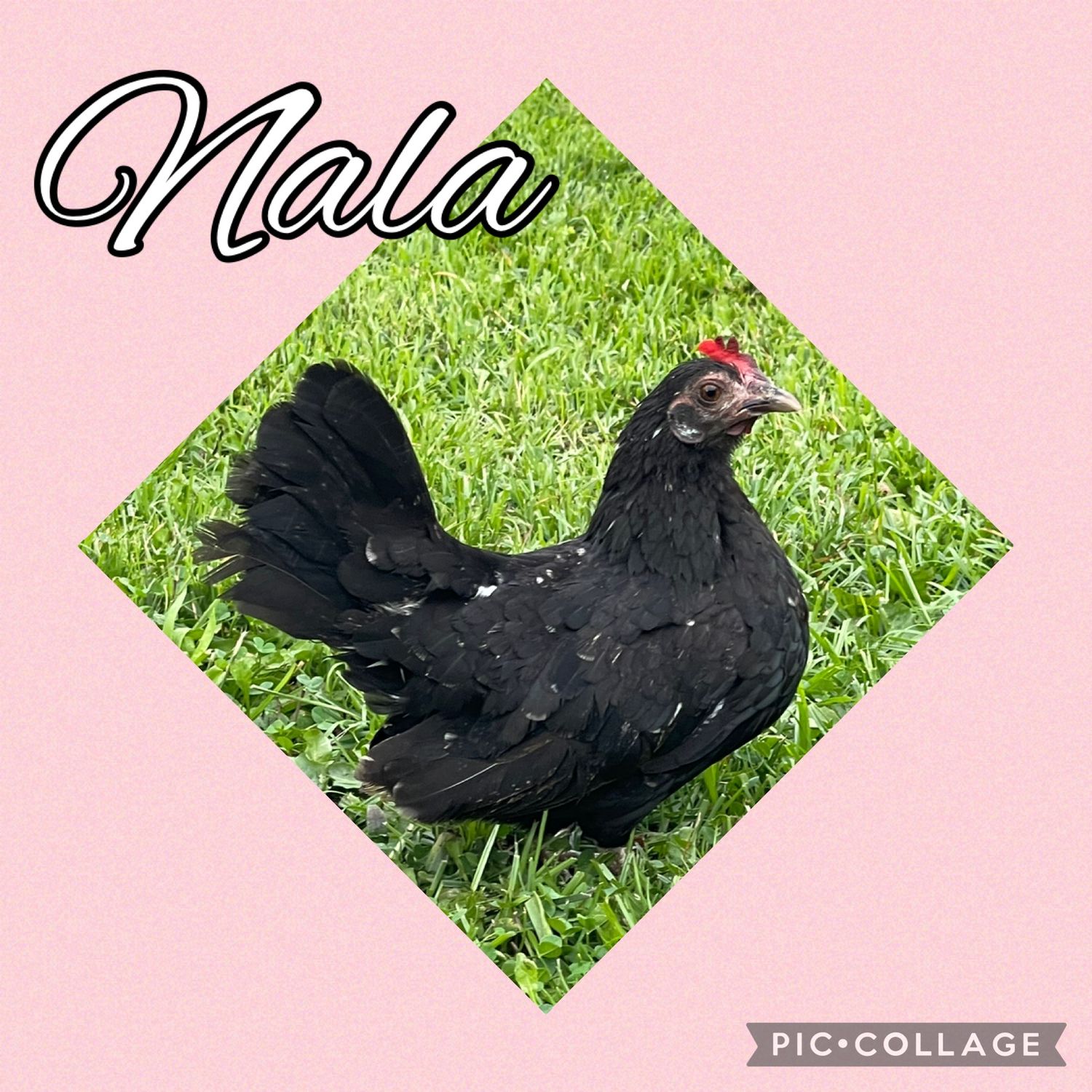 Breeder Spotlight