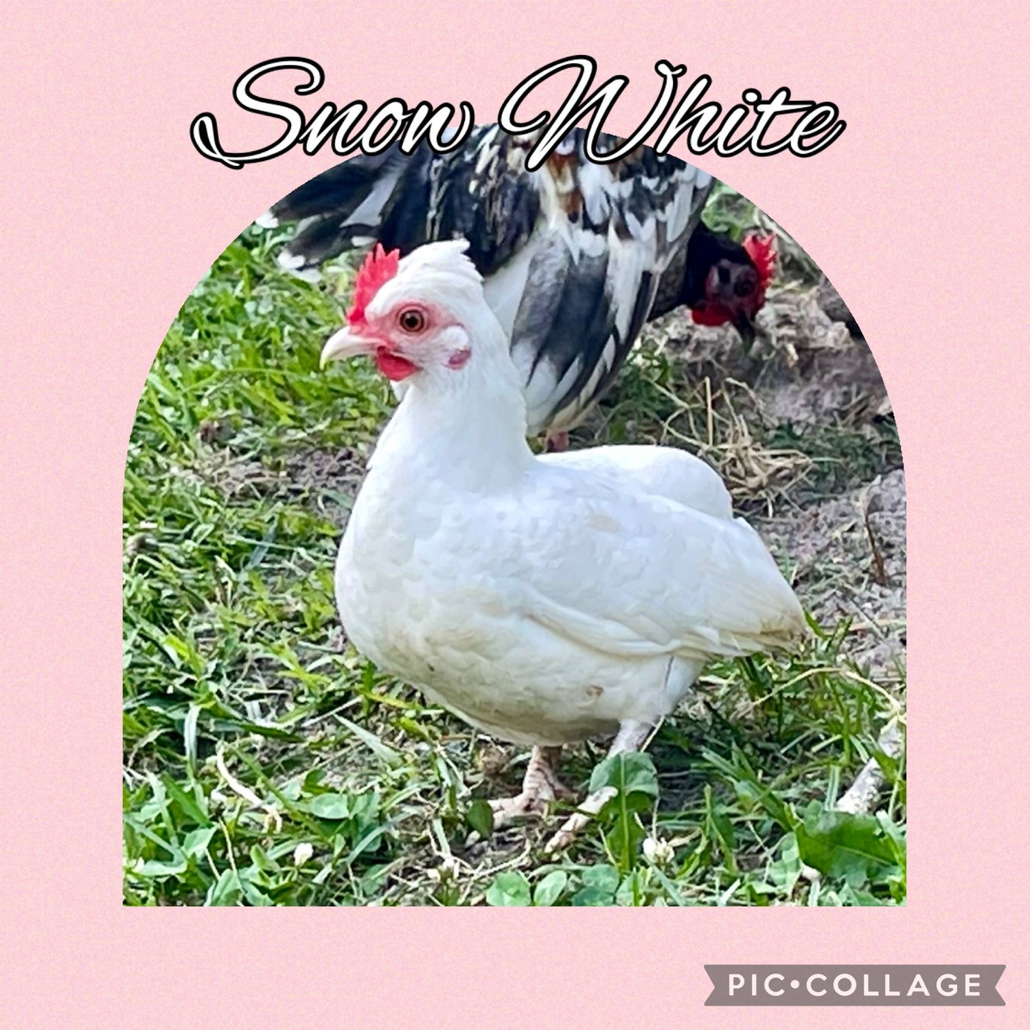 Breeder Spotlight