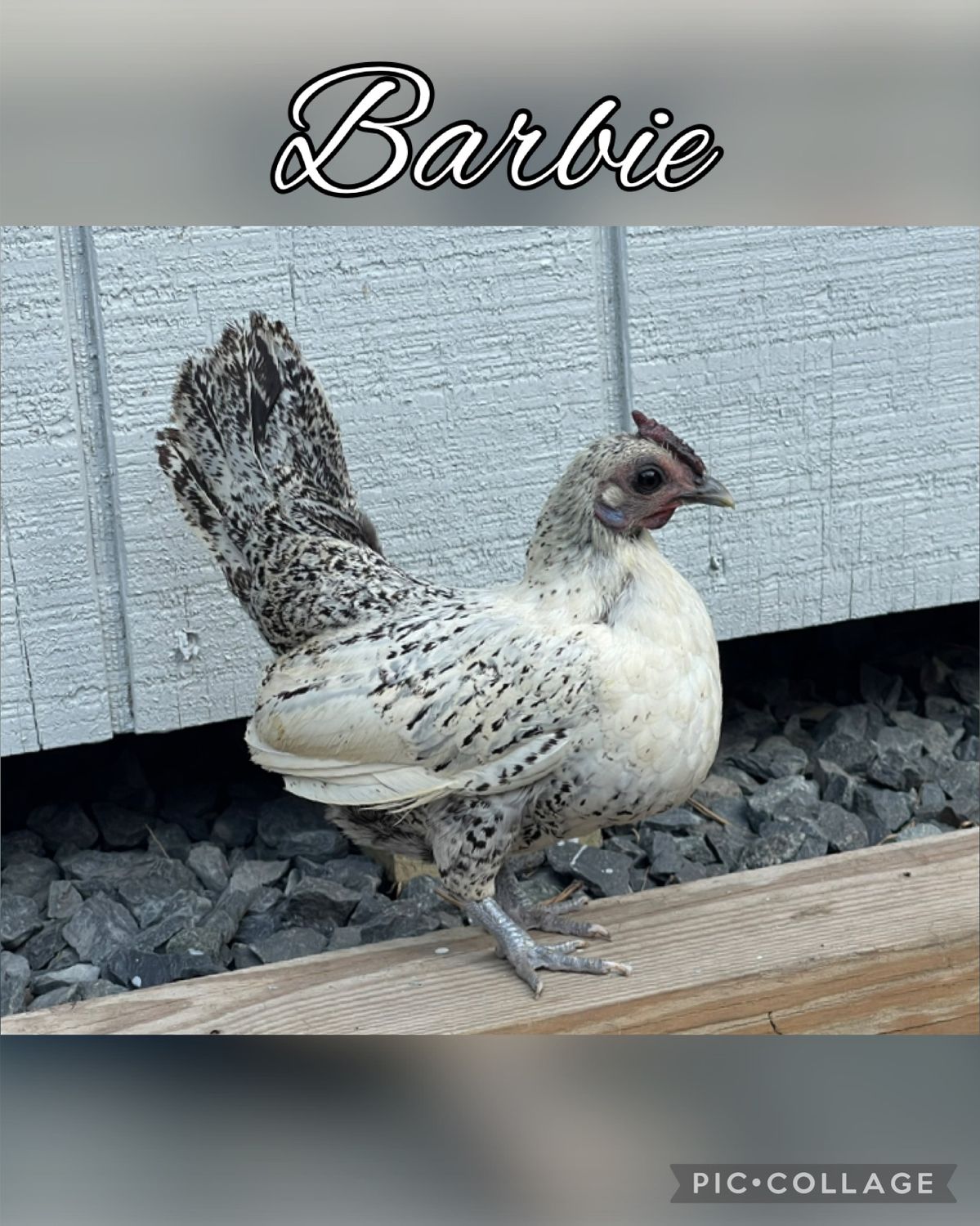 Breeder Spotlight