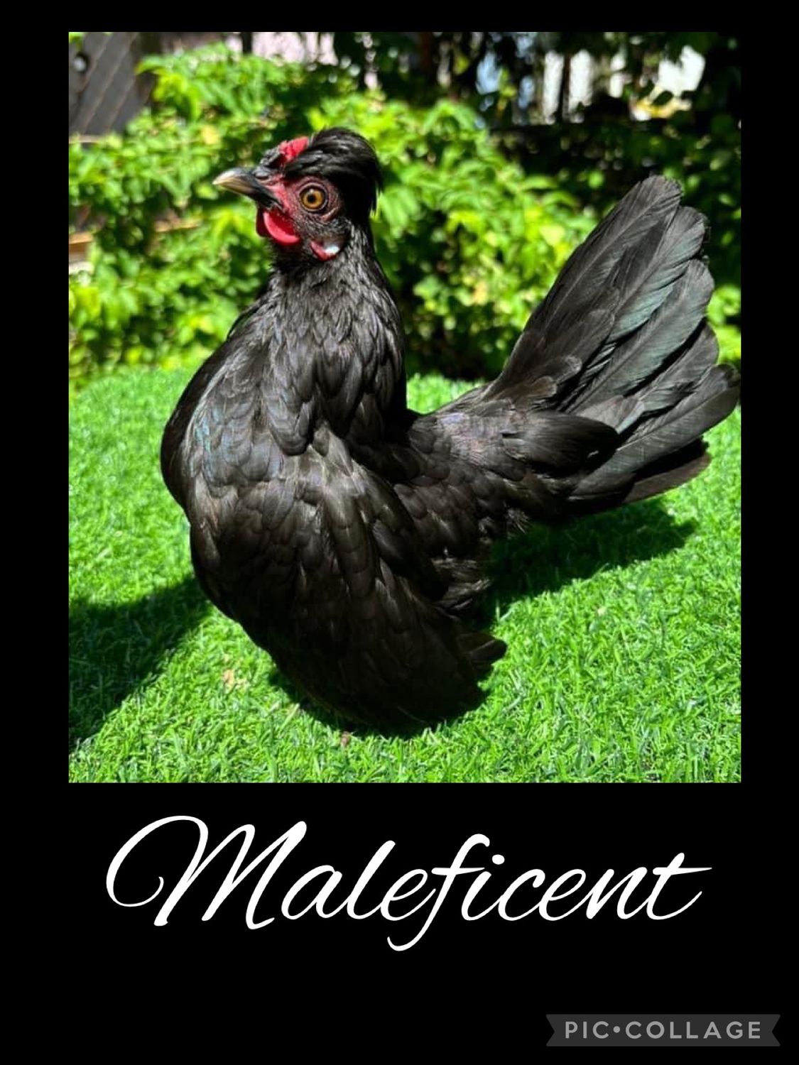 Breeder Spotlight