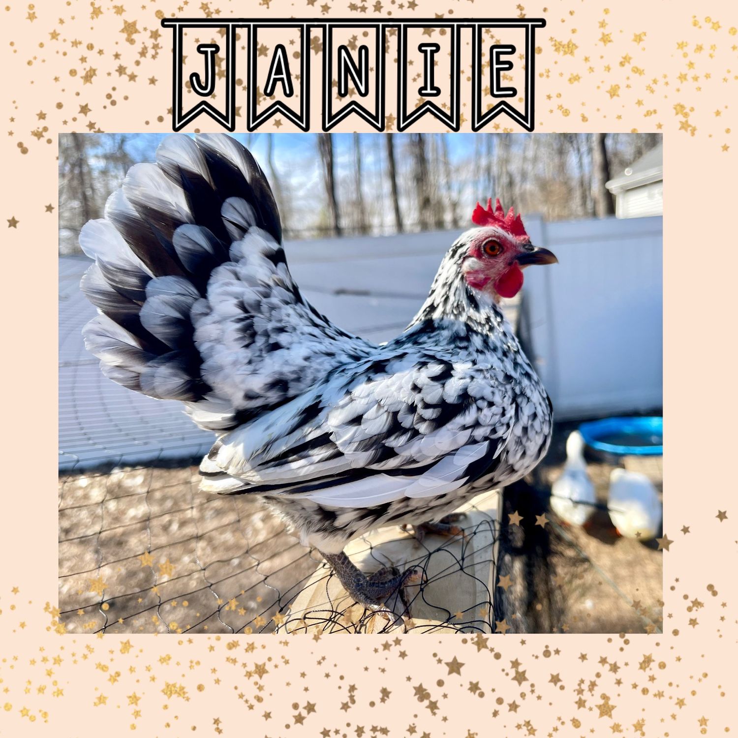 Breeder Spotlight