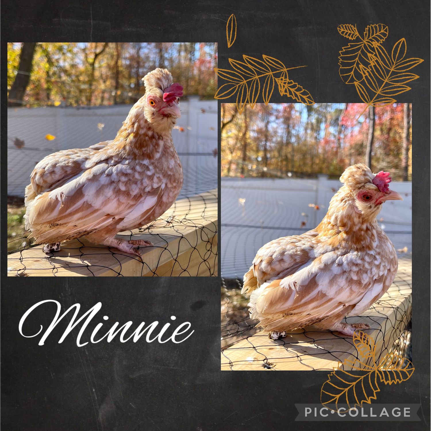 Breeder Spotlight