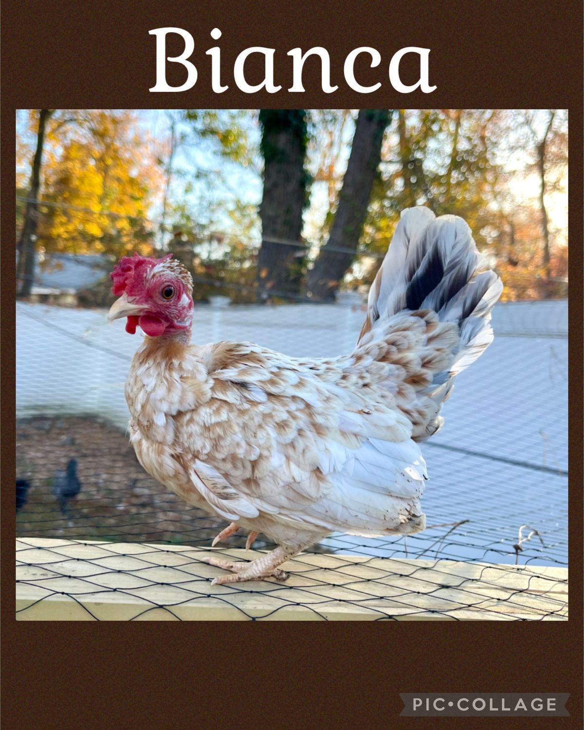 Breeder Spotlight