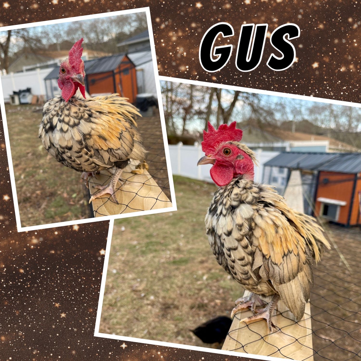 Breeder Spotlight