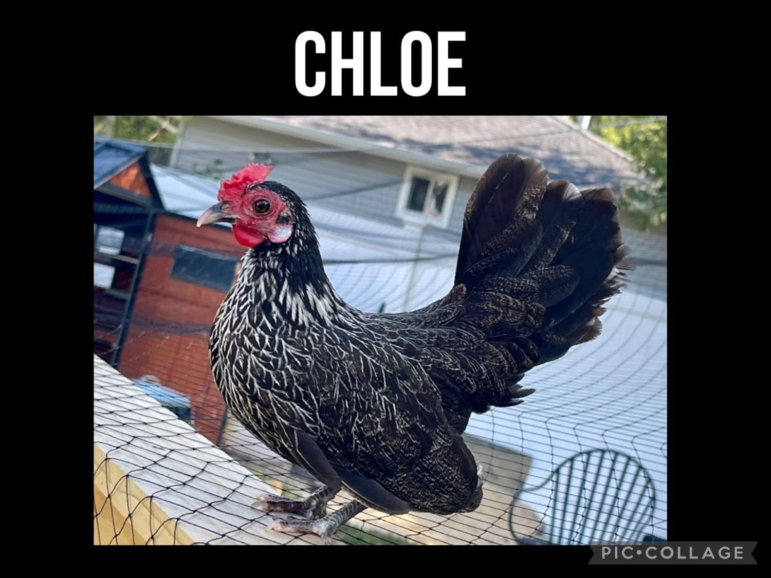 Breeder Spotlight