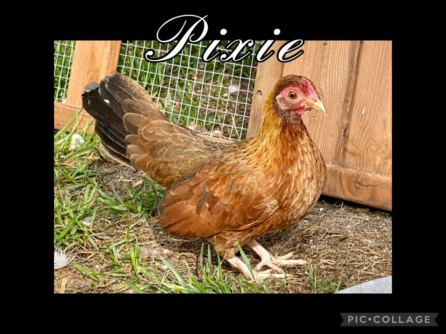 Breeder Spotlight