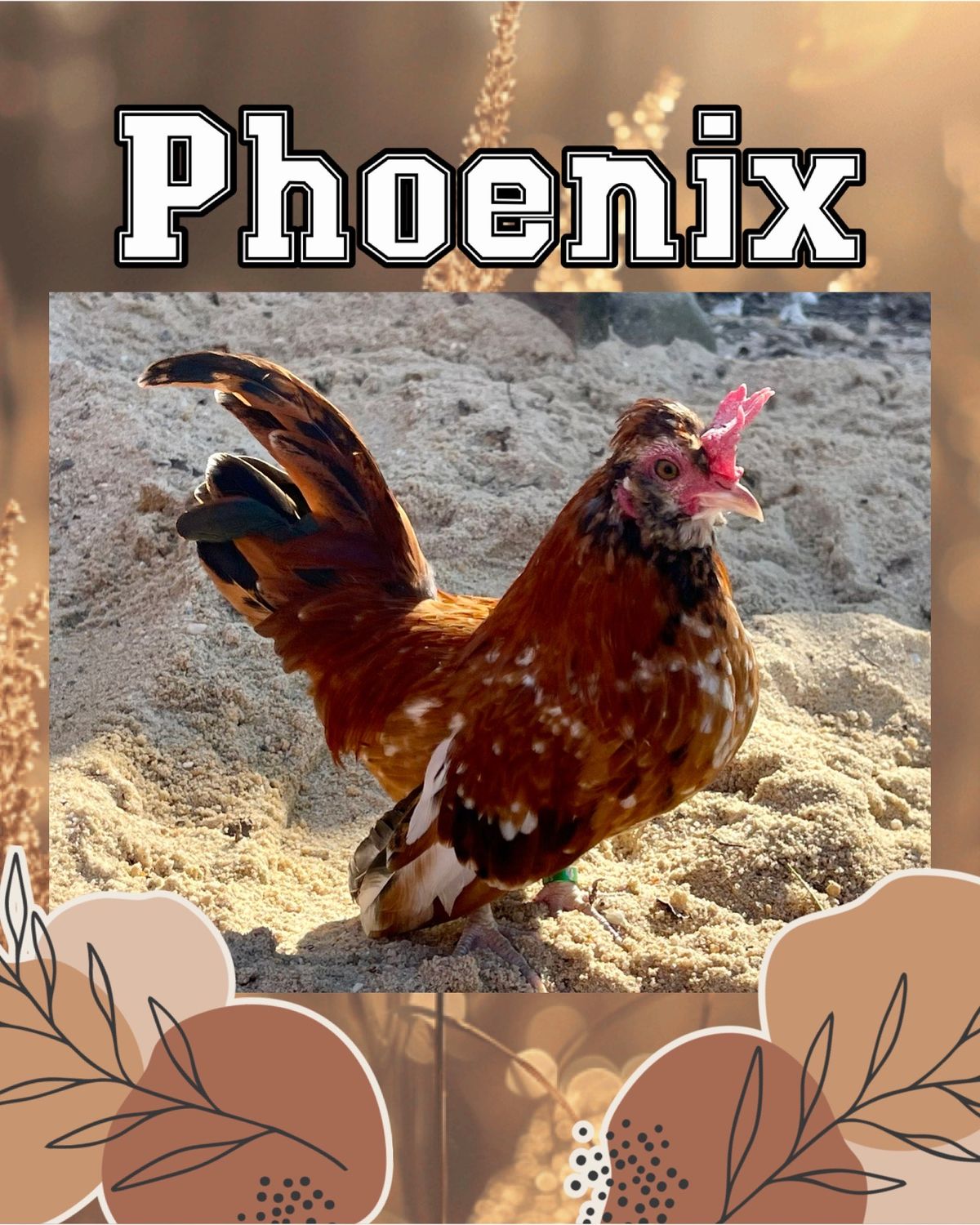Breeder Spotlight