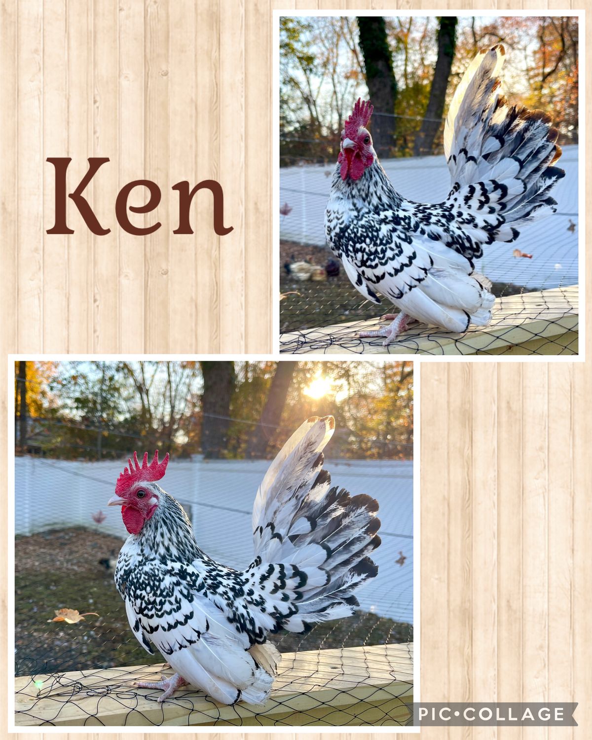 Breeder Spotlight