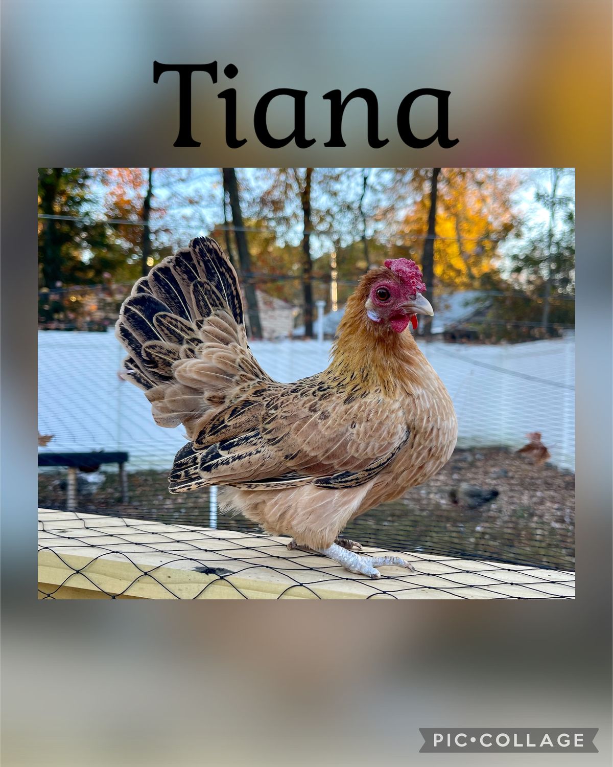 Breeder Spotlight