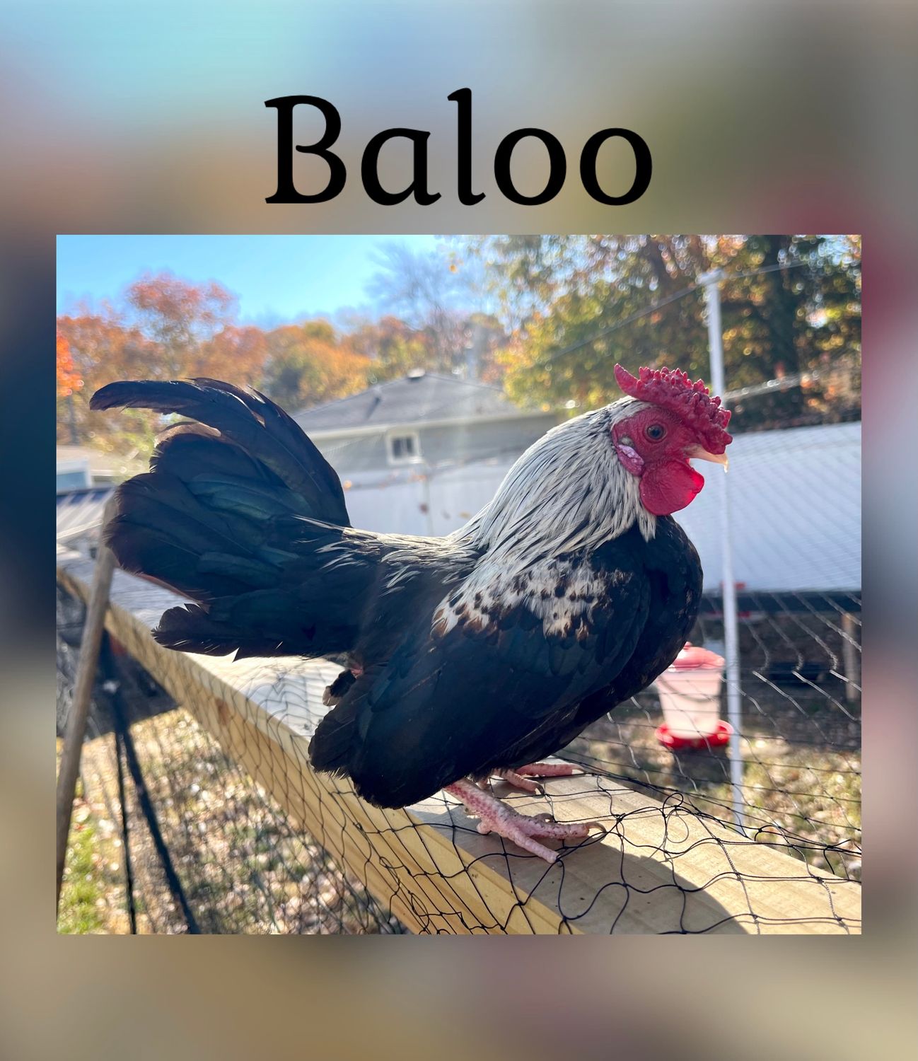 Breeder Spotlight