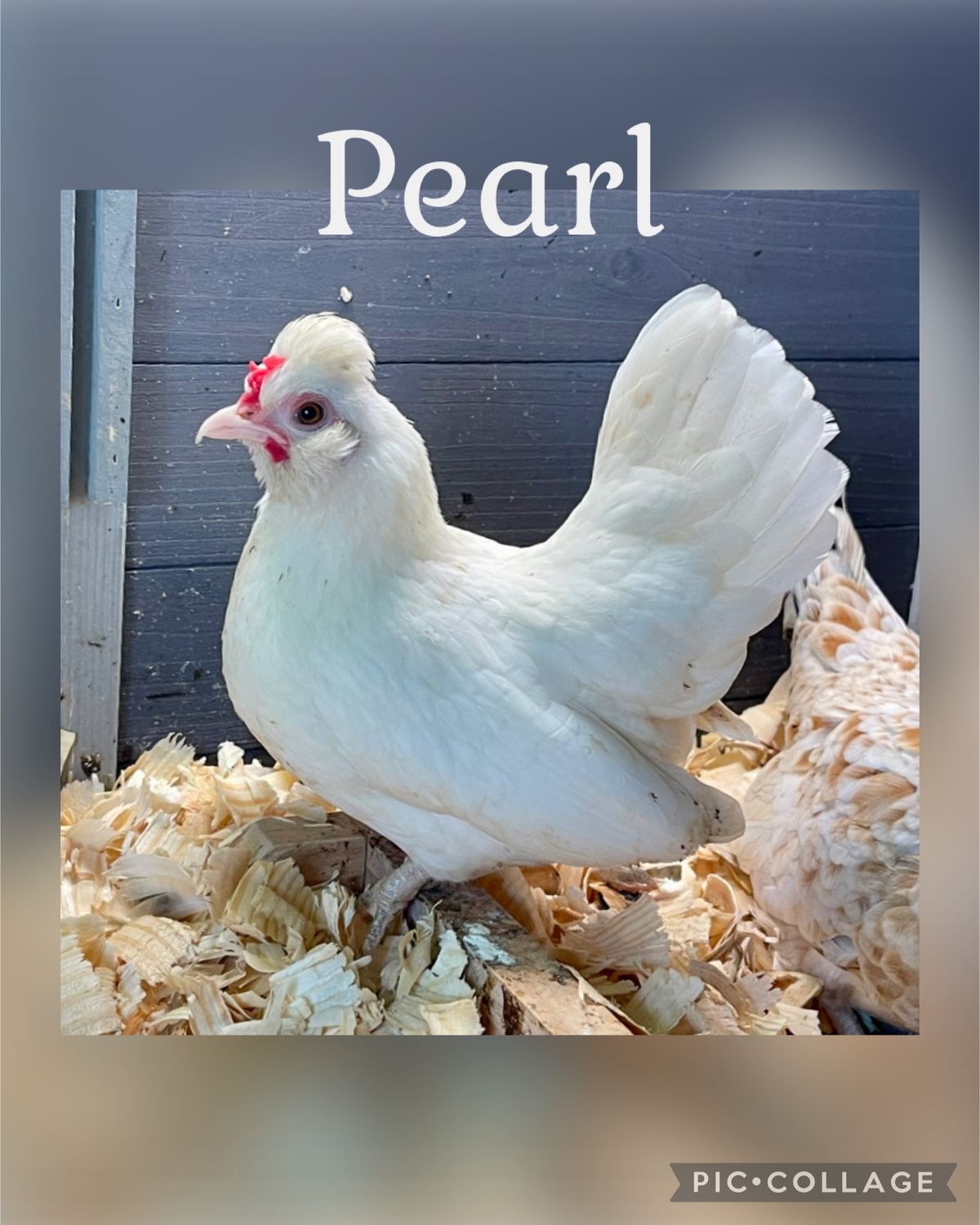 Breeder Spotlight