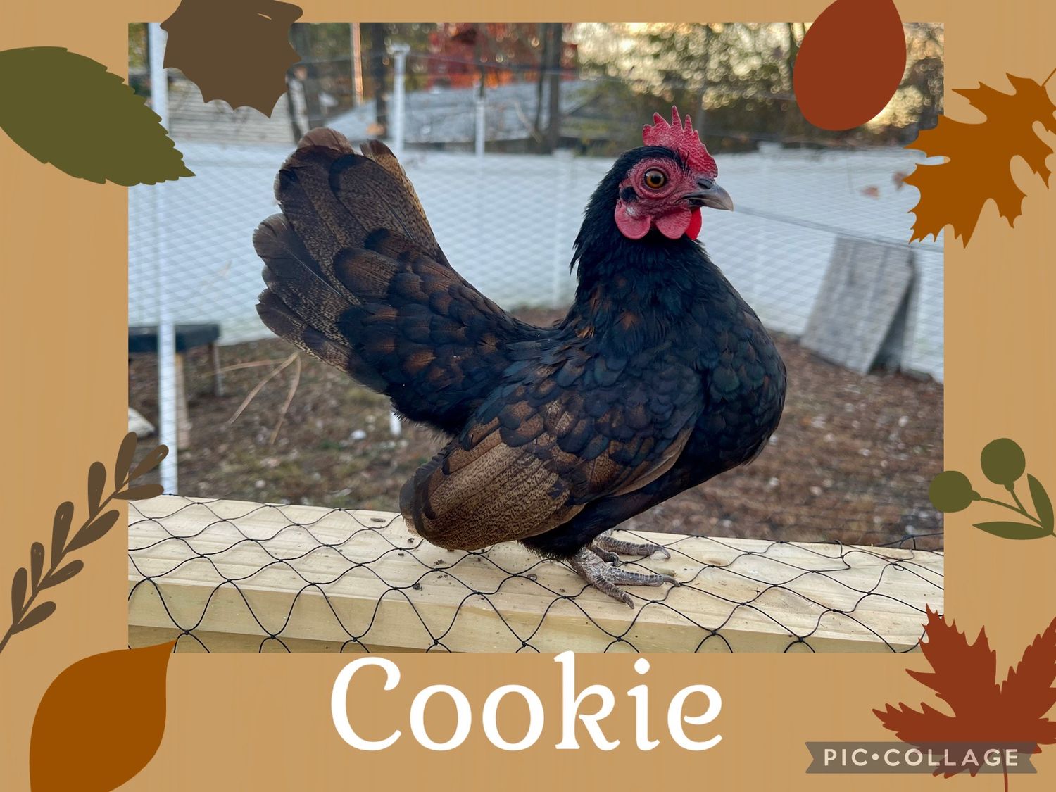 Breeder Spotlight