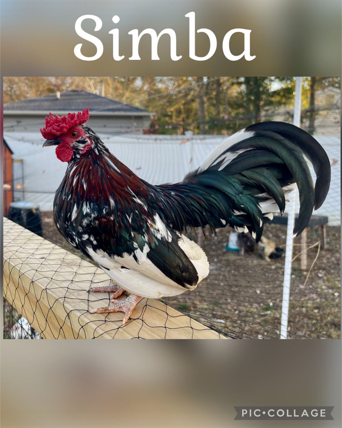Breeder Spotlight