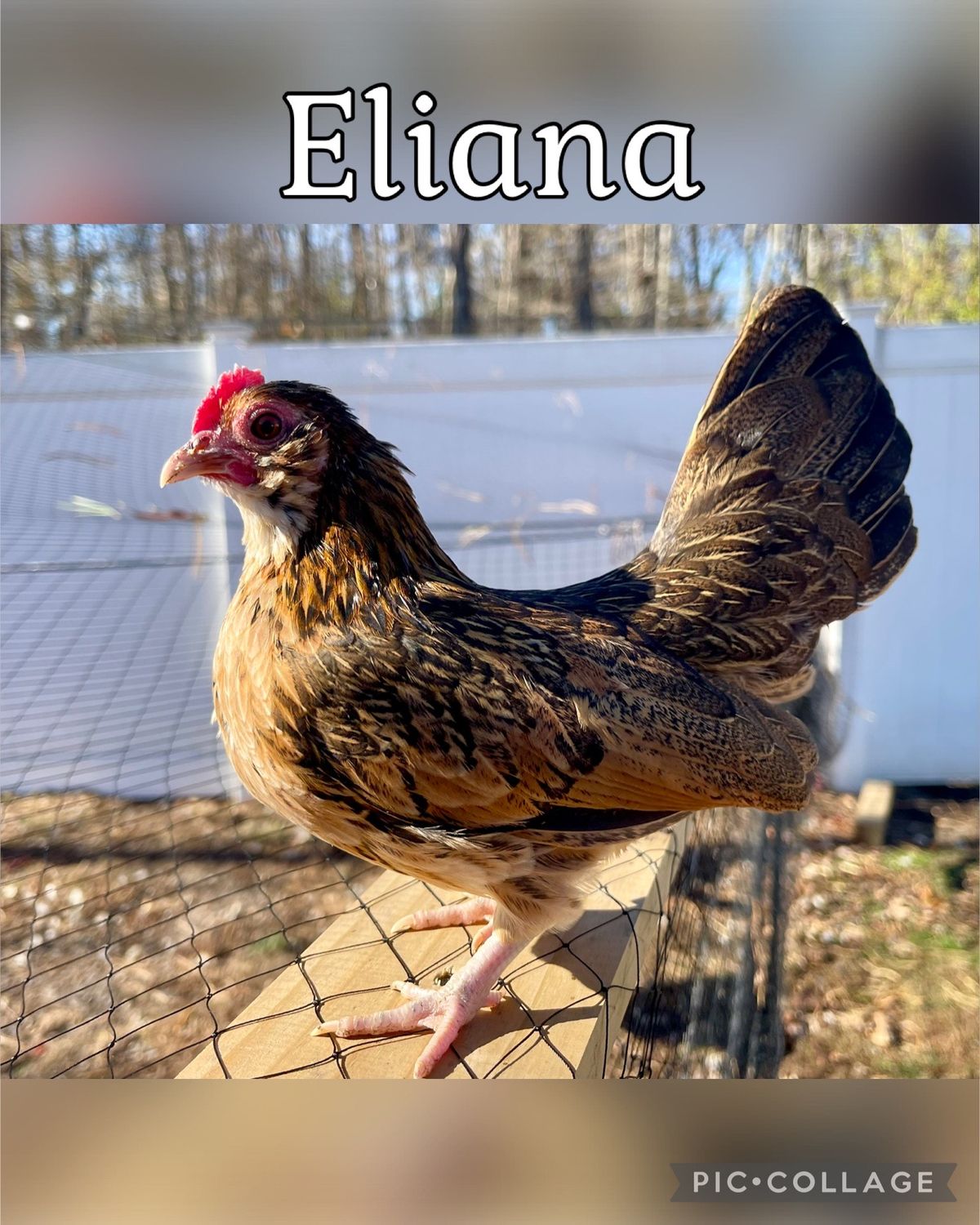 Breeder Spotlight
