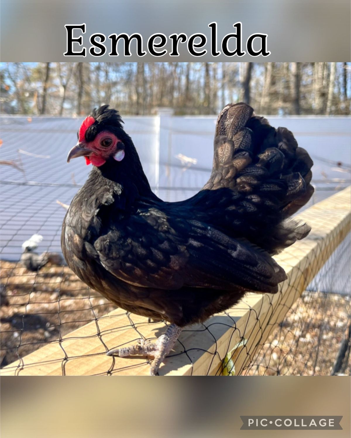 Breeder Spotlight