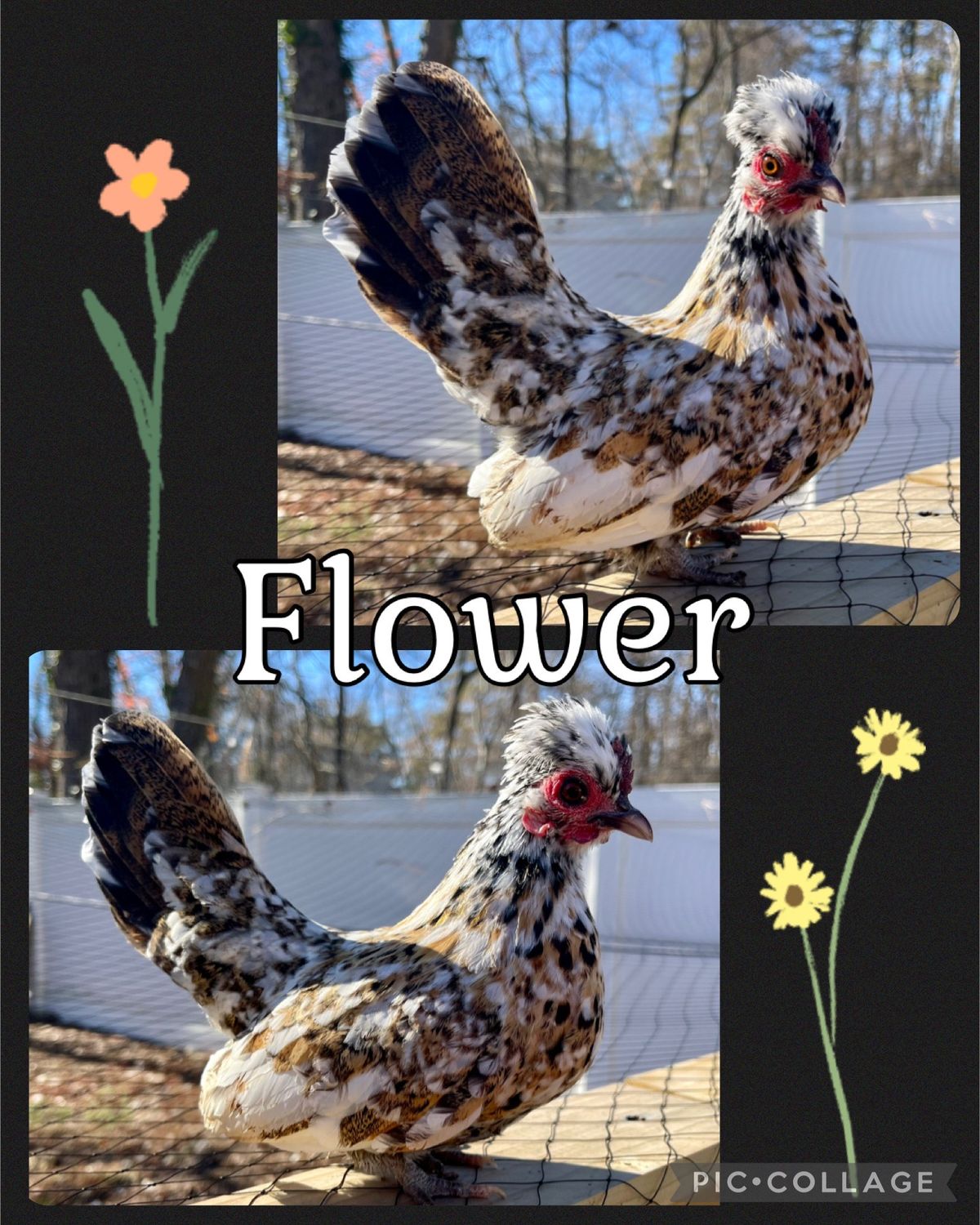 Breeder Spotlight