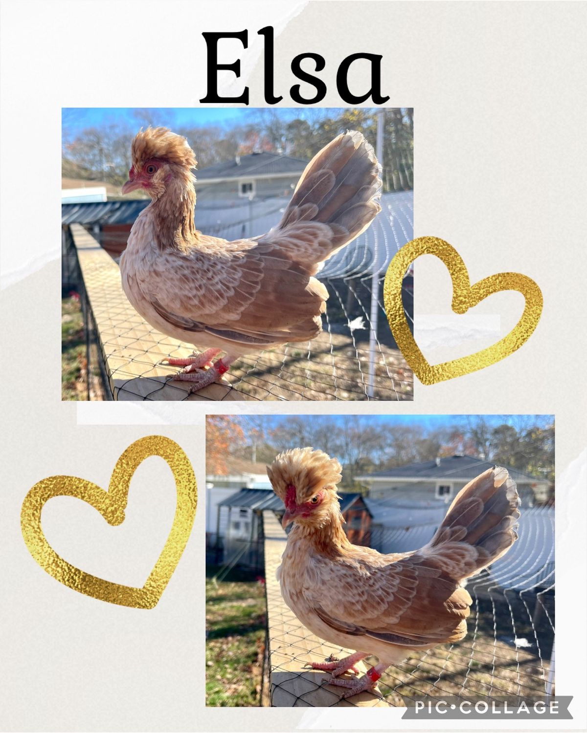 Breeder Spotlight
