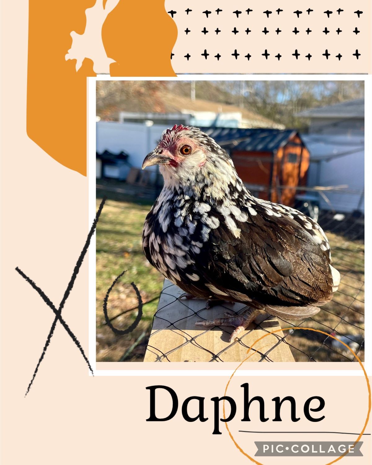 Breeder Spotlight