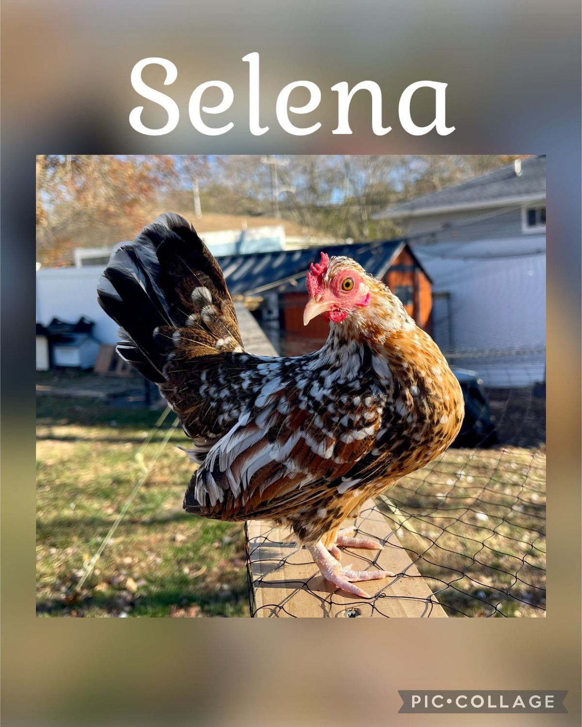 Breeder Spotlight