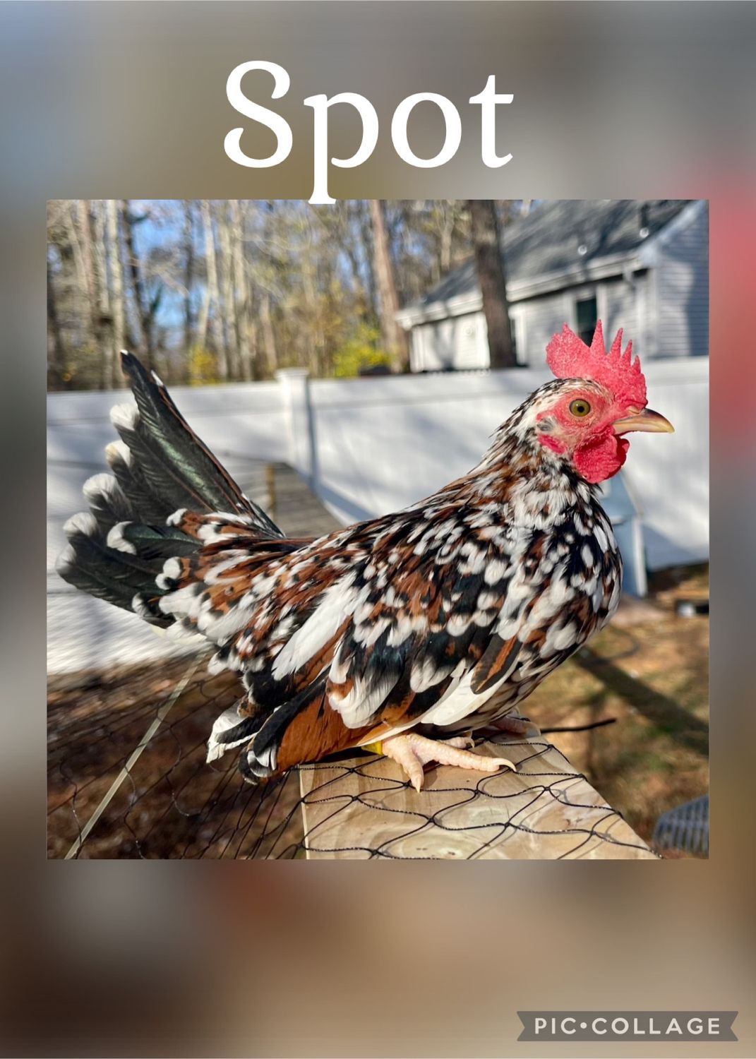 Breeder Spotlight