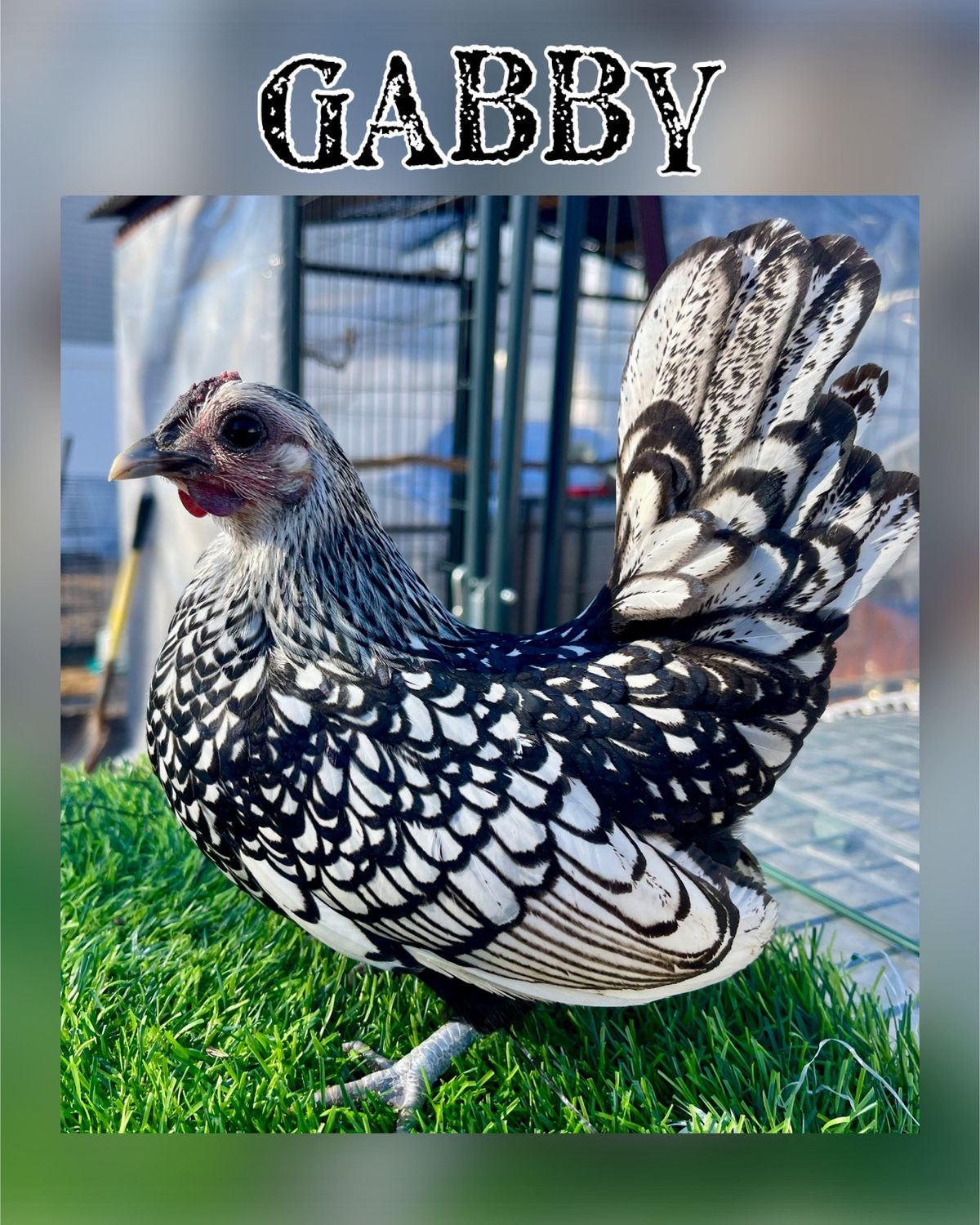 Breeder Spotlight
