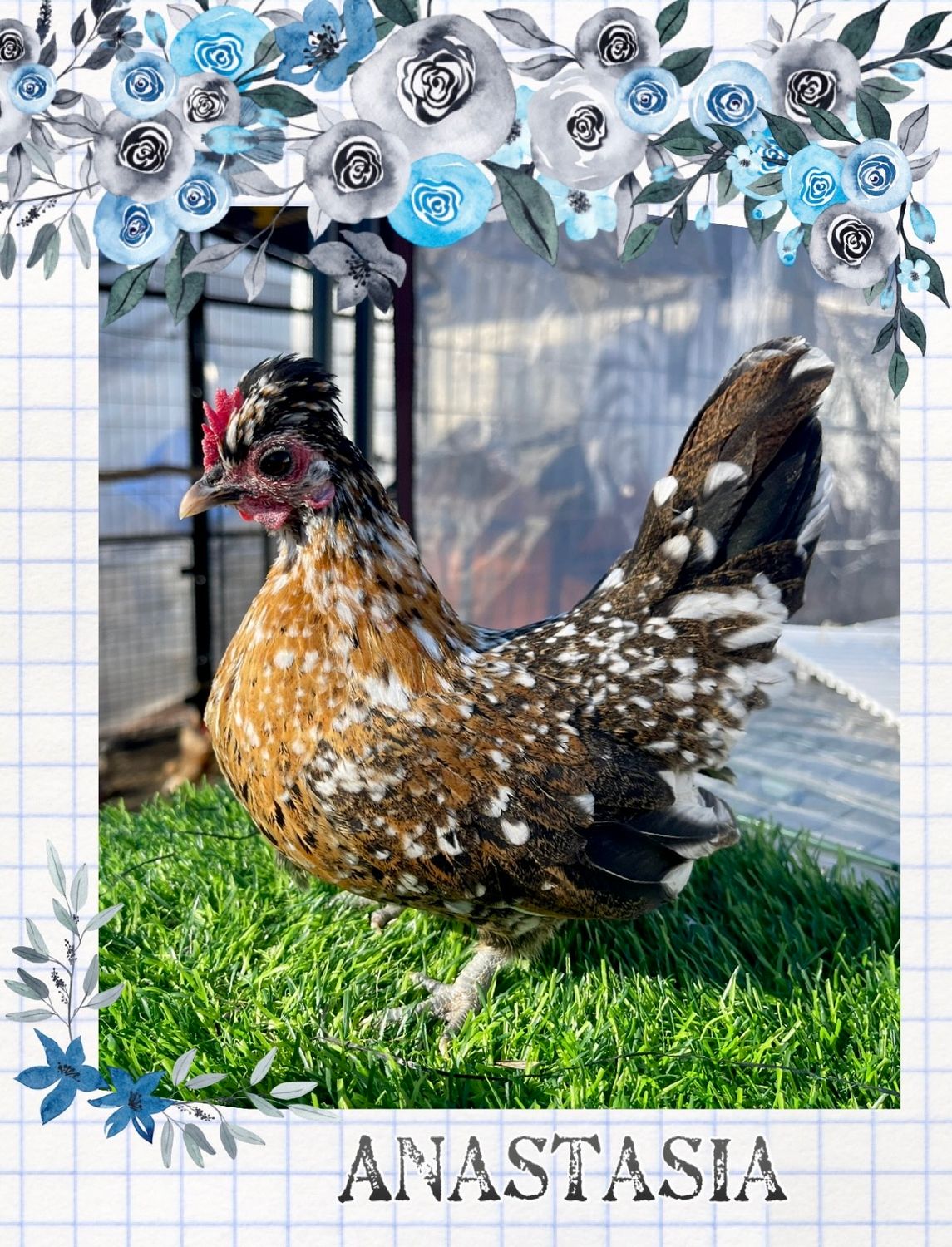 Breeder Spotlight