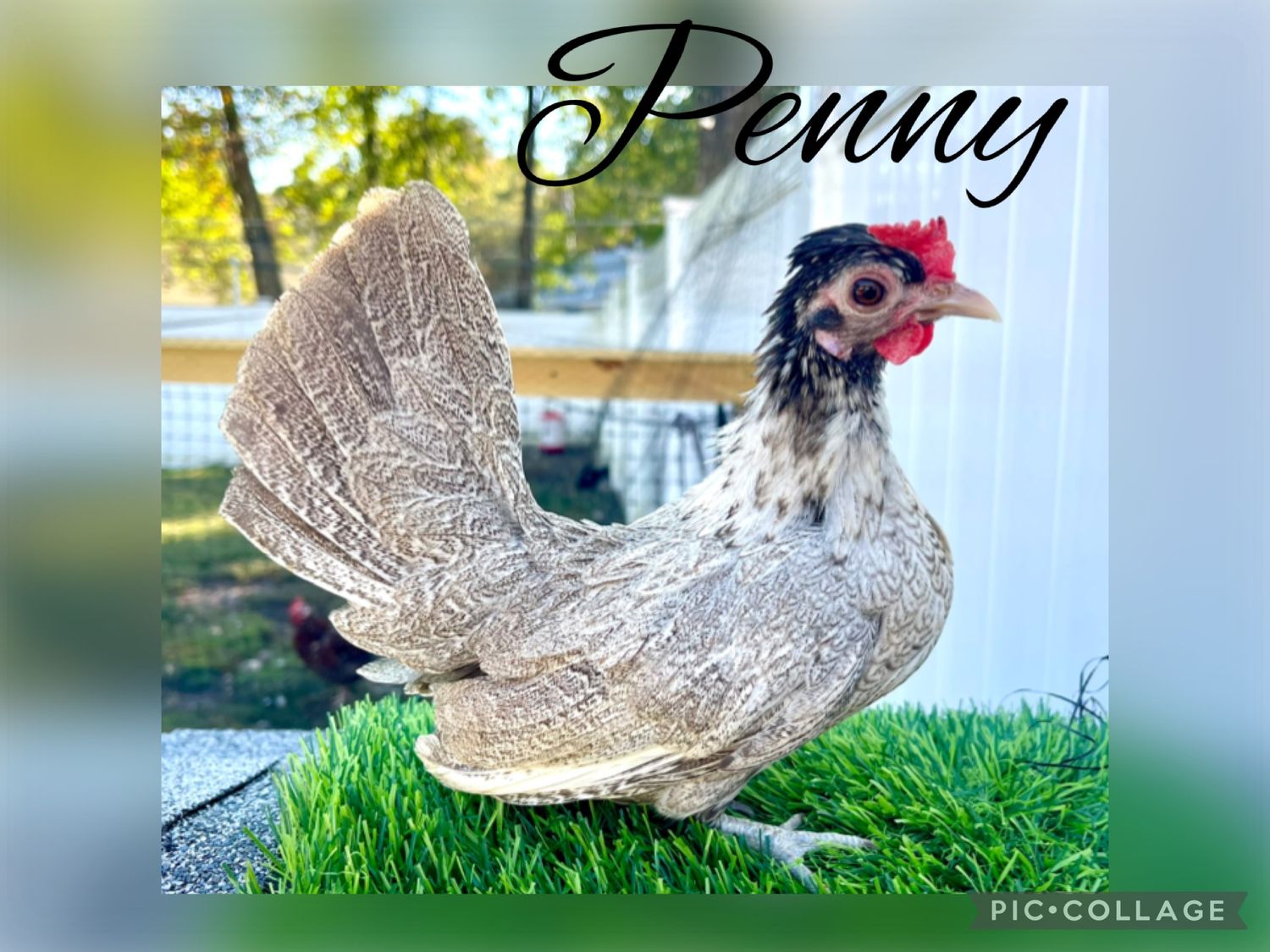 Breeder Spotlight
