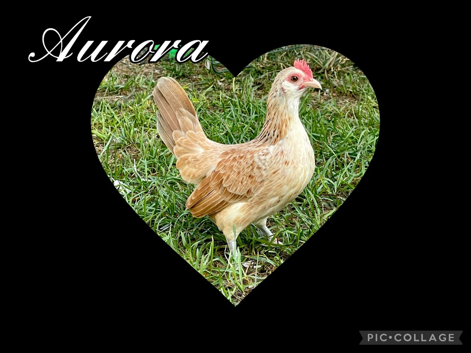 Breeder Spotlight