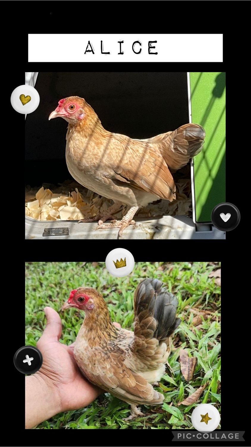 Breeder Spotlight