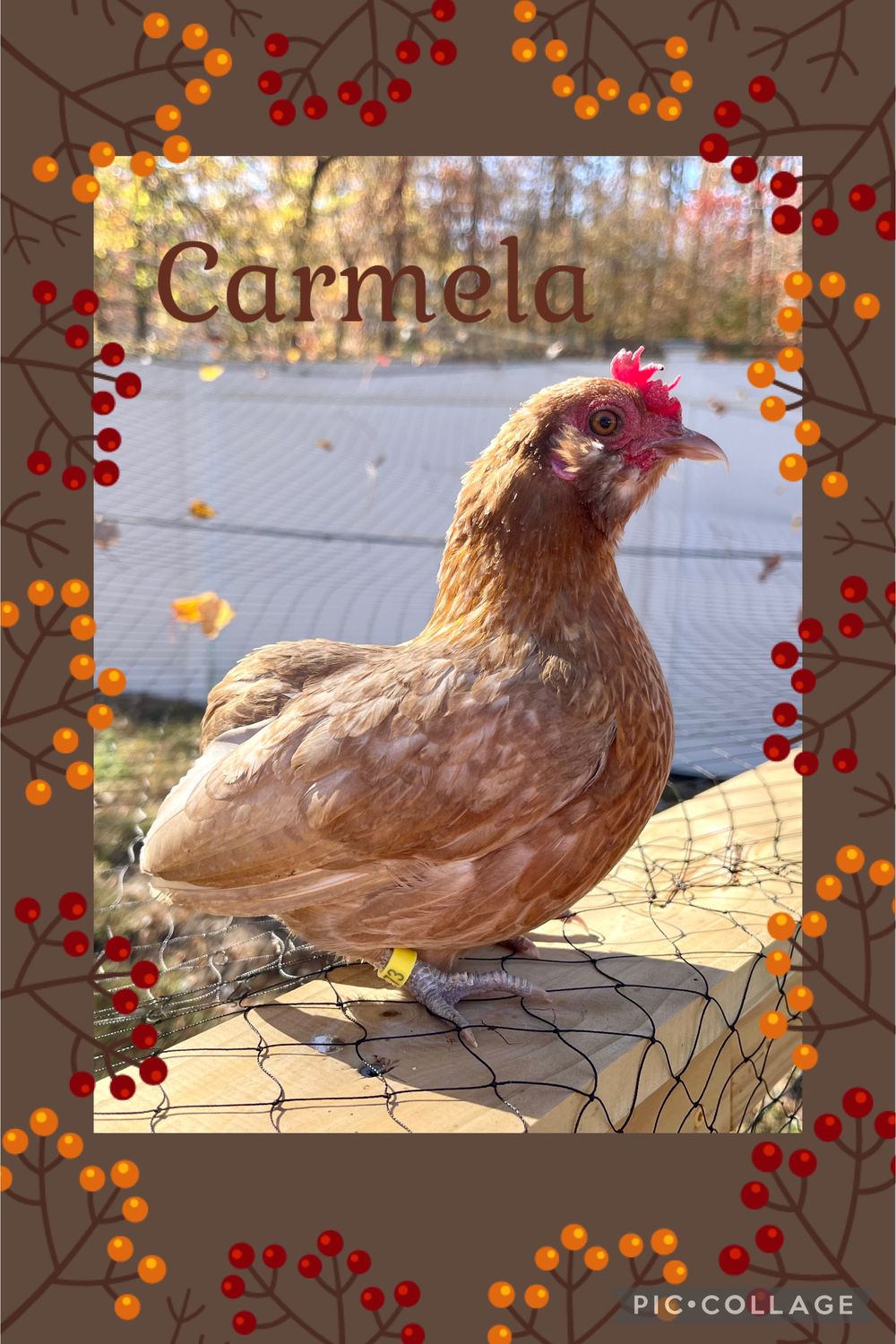 Breeder Spotlight