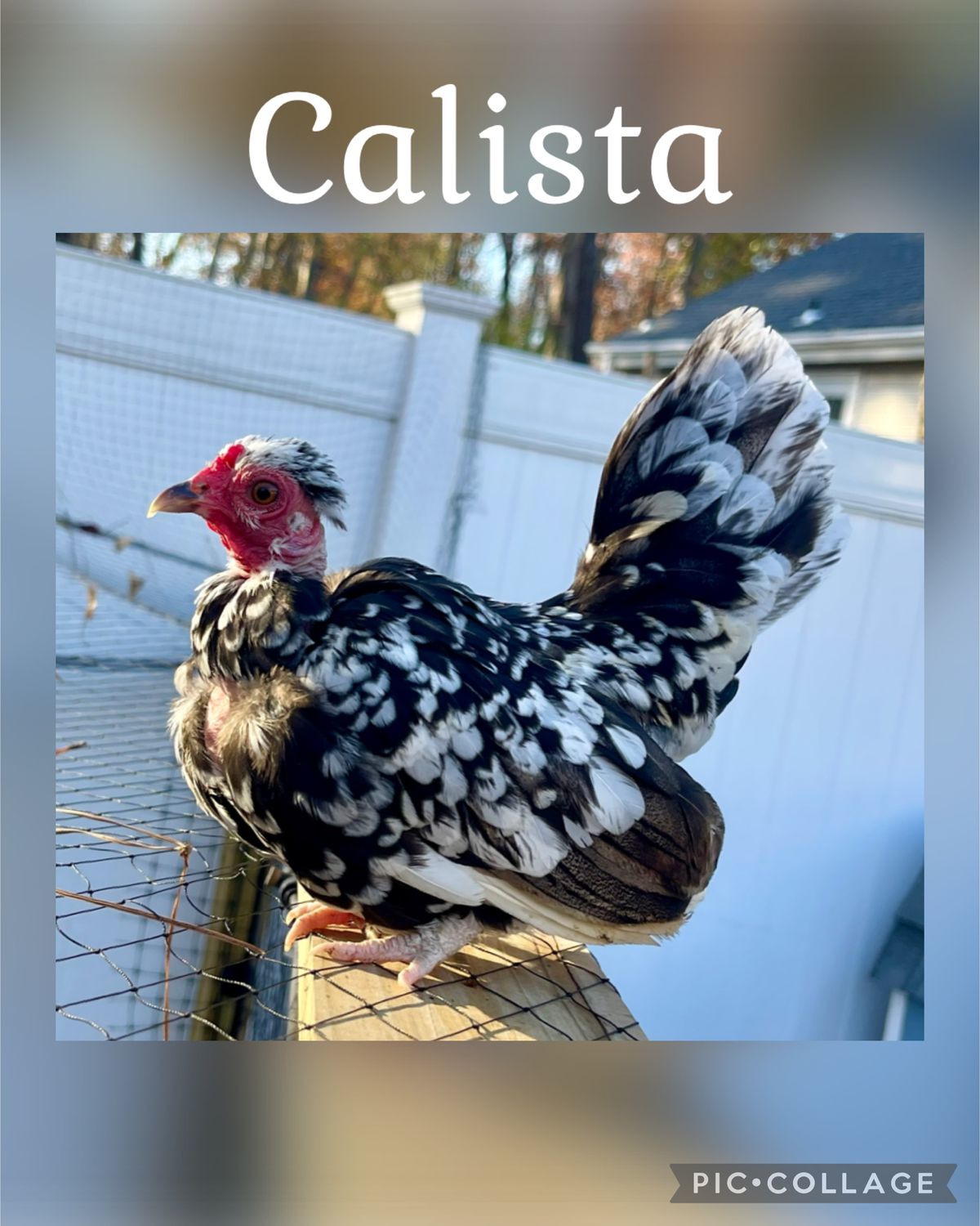 Breeder Spotlight