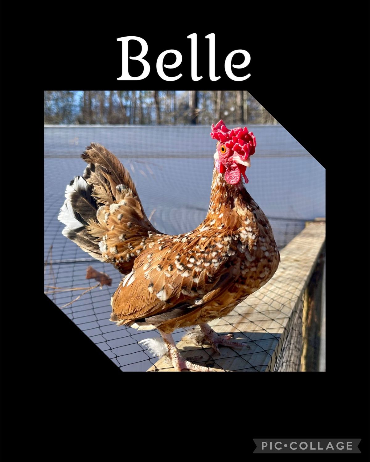 Breeder Spotlight