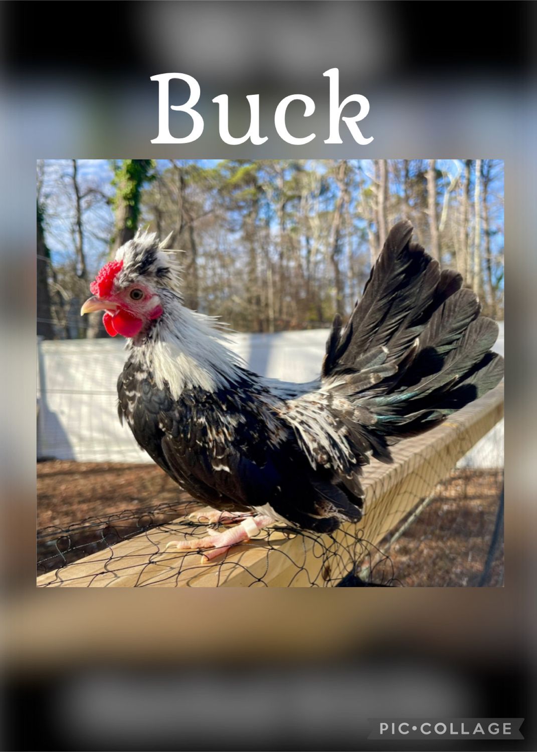 Breeder Spotlight