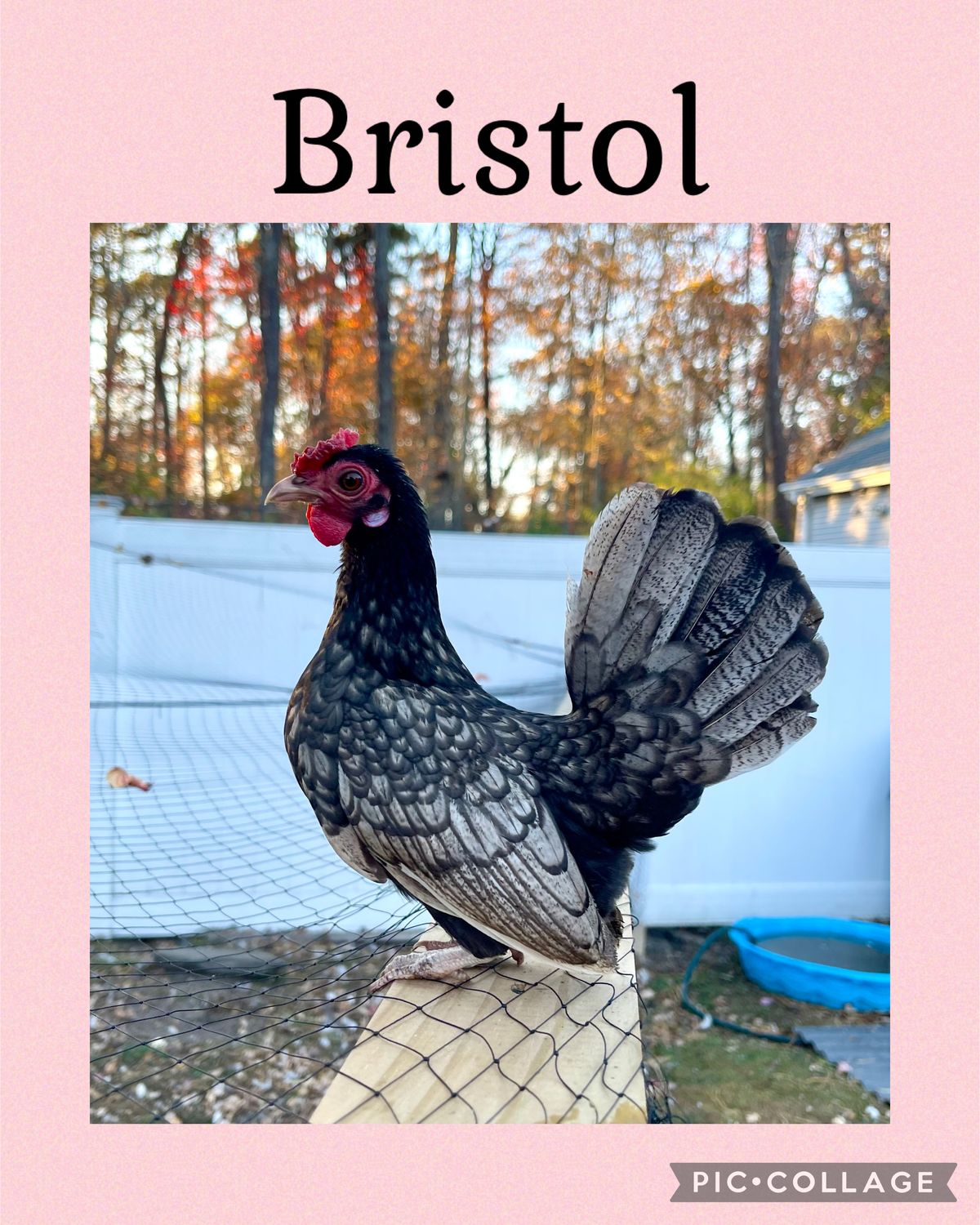 Breeder Spotlight